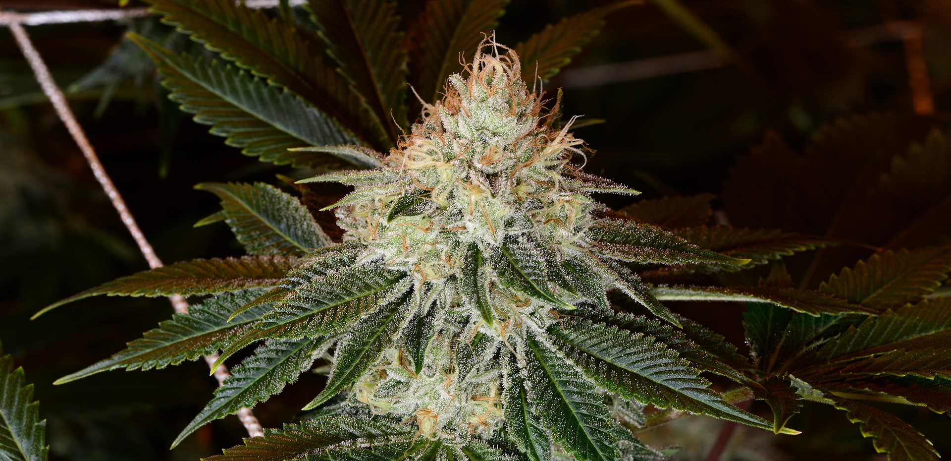 Banana Sundae Leafly